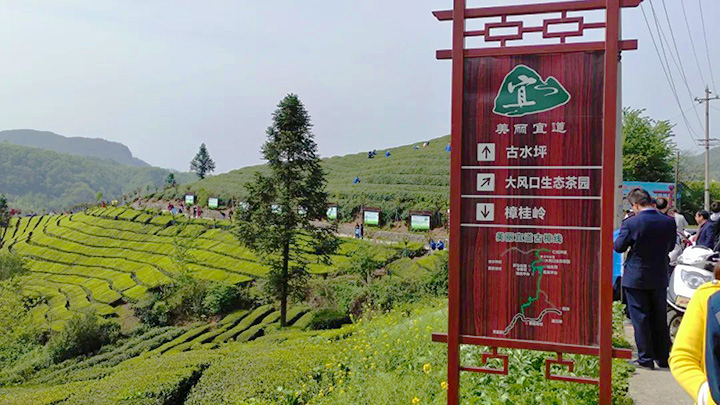 图6:大风口生态茶园.jpg 图6:大风口生态茶园.jpg