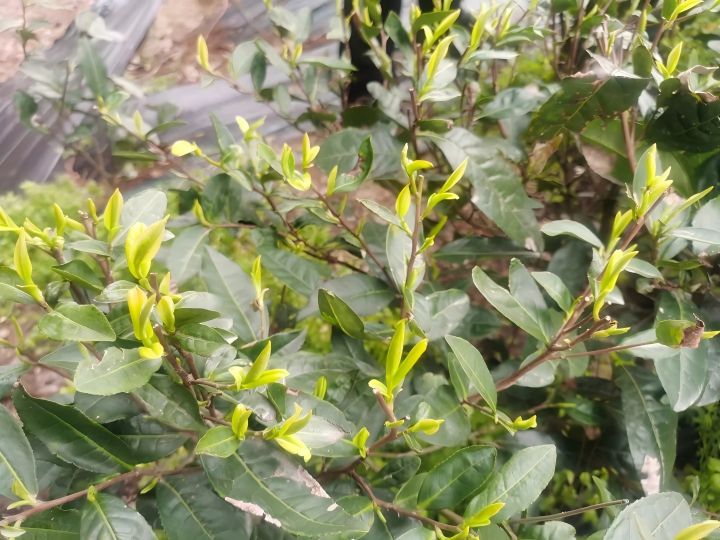 寒潮来袭，茶园怎么办？